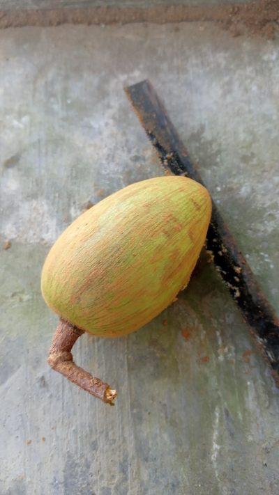 Myristica malabarica, photographed by R K