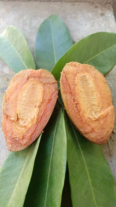 Myristica malabarica, photographed by R K