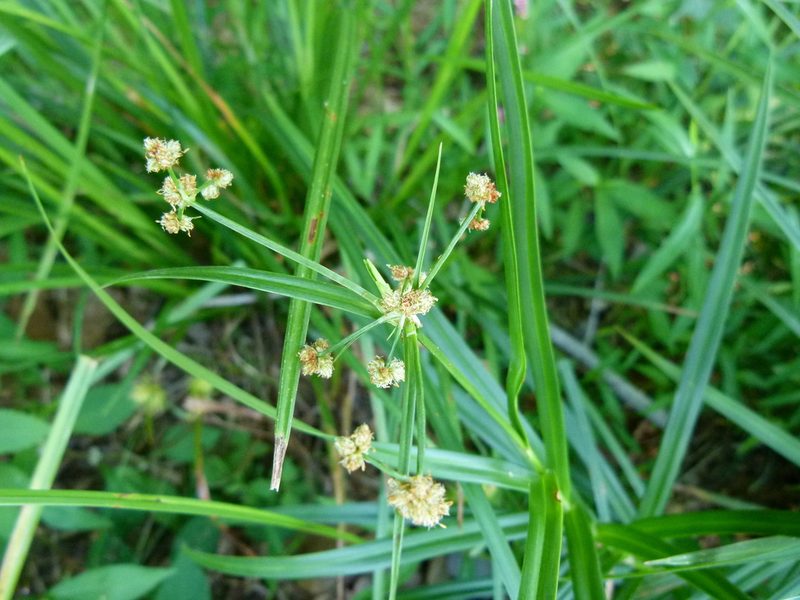 Scirpus polyphyllus, photographed by botanygirl