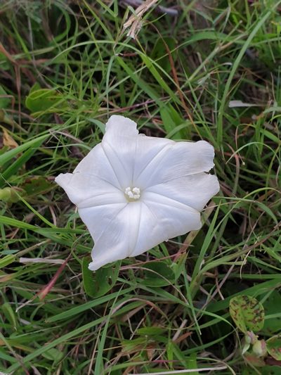 Rivea hypocrateriformis, photographed by Aravinth