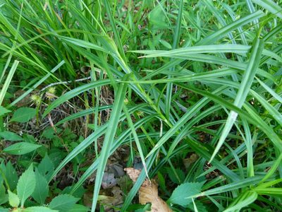Scirpus polyphyllus, photographed by botanygirl