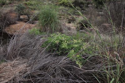 Cyphostemma lanigerum, photographed by Tony Rebelo