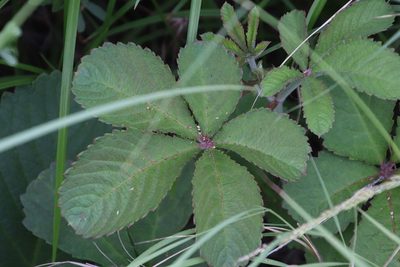 Cyphostemma lanigerum, photographed by Tony Rebelo