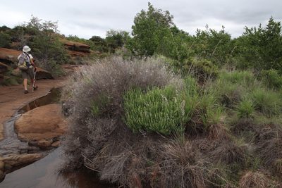 Ocimum angustifolium, photographed by Tony Rebelo