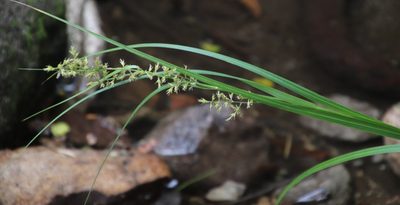 Carex spicatopaniculata, photographed by Tony Rebelo