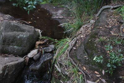 Carex spicatopaniculata, photographed by Tony Rebelo