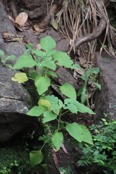 Coleus hereroensis, photographed by Tony Rebelo