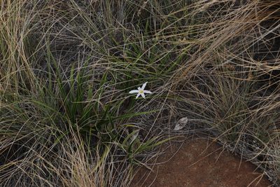 Xerophyta adendorffii, photographed by Tony Rebelo