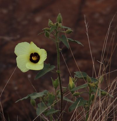Hibiscus engleri, photographed by Tony Rebelo