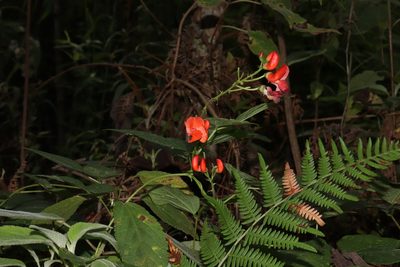 Phaseolus coccineus, photographed by alejandrozab
