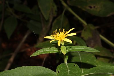 Verbesina sphaerocephala, photographed by alejandrozab