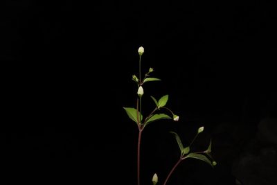 Acmella radicans, photographed by alejandrozab