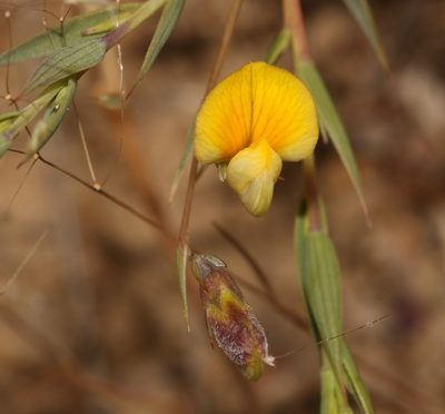 Aspalathus alpestris, photographed by Brian du Preez