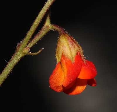 Hermannia muricata, photographed by Brian du Preez