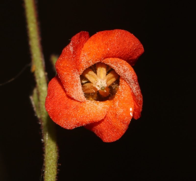 Hermannia muricata, photographed by Brian du Preez