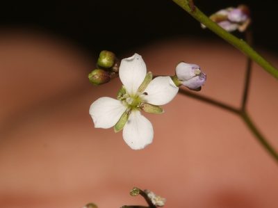 Heliophila pinnata, photographed by Brian du Preez