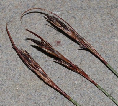Schoenus filiculmis, photographed by Brian du Preez