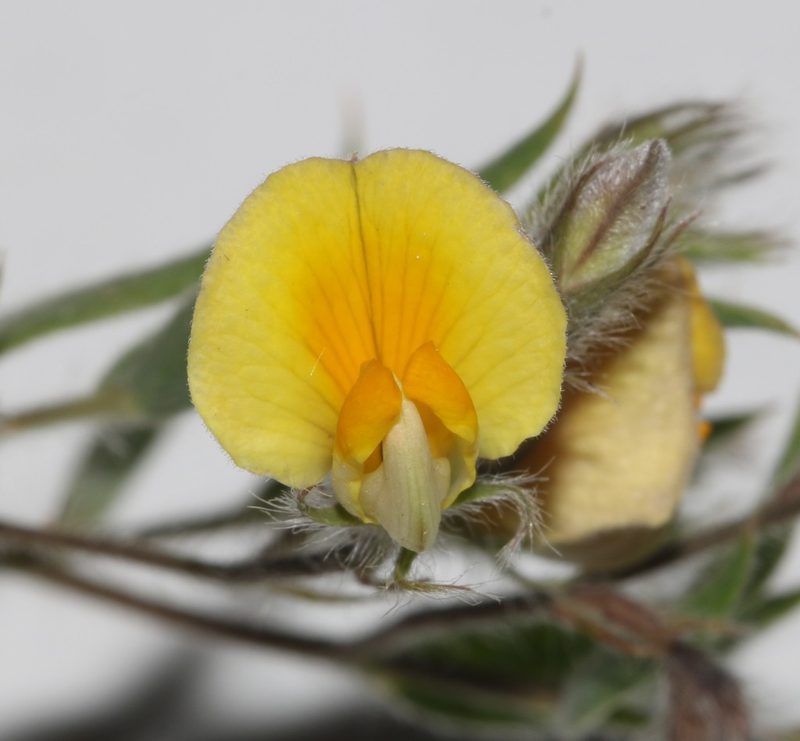 Aspalathus lanifera, photographed by Brian du Preez