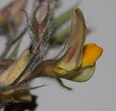 Aspalathus lanifera, photographed by Brian du Preez