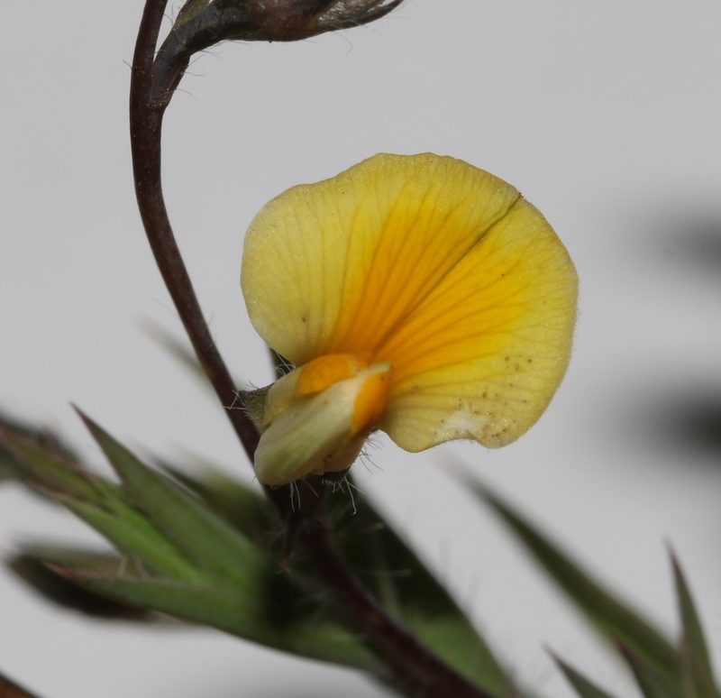 Aspalathus compacta, photographed by Brian du Preez