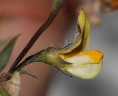 Aspalathus compacta, photographed by Brian du Preez