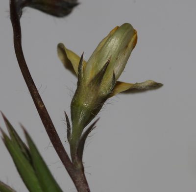 Aspalathus compacta, photographed by Brian du Preez