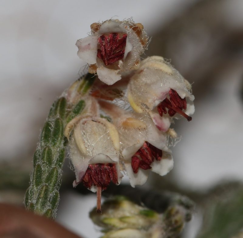Erica tegetiformis, photographed by Brian du Preez
