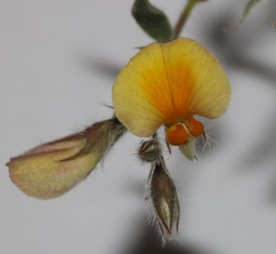 Aspalathus lanifera, photographed by Brian du Preez