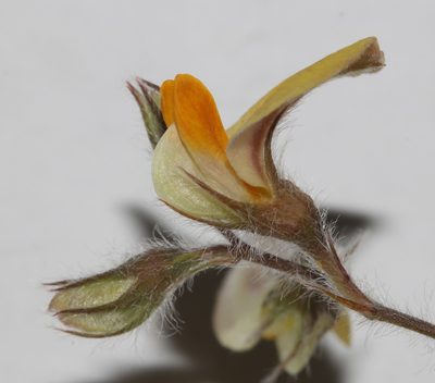 Aspalathus lanifera, photographed by Brian du Preez