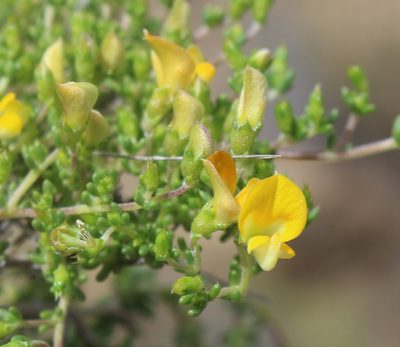 Aspalathus brevicarpa, photographed by Brian du Preez