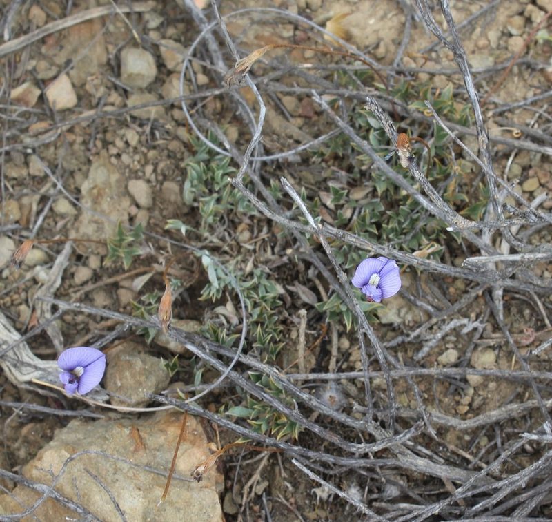 Lotononis argentea, photographed by Brian du Preez