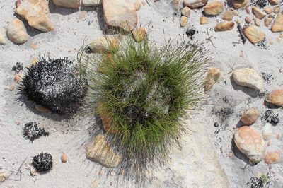 Schoenus filiculmis, photographed by Brian du Preez