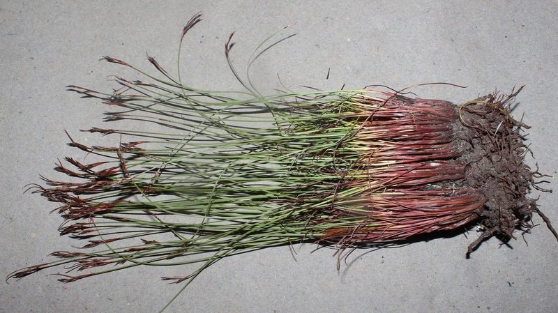 Schoenus filiculmis, photographed by Brian du Preez
