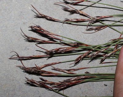 Schoenus filiculmis, photographed by Brian du Preez