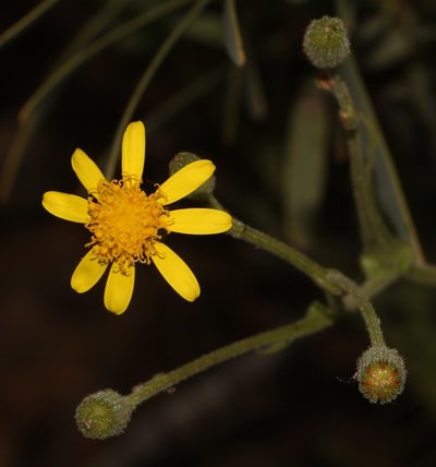 Senecio erosus, photographed by Brian du Preez