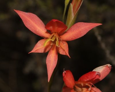 Gladiolus quadrangularis, photographed by Brian du Preez