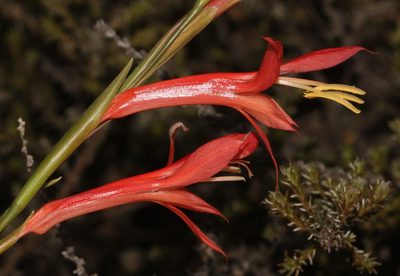 Gladiolus quadrangularis, photographed by Brian du Preez