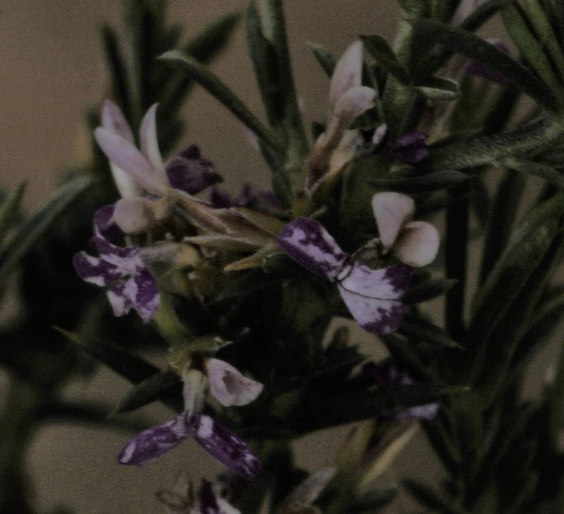 Muraltia angustiflora, photographed by Brian du Preez
