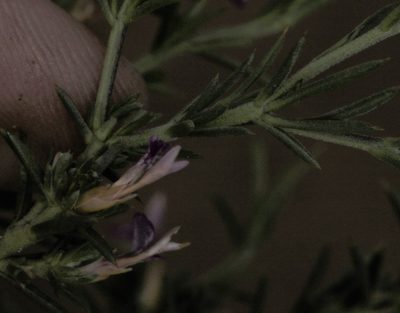 Muraltia angustiflora, photographed by Brian du Preez