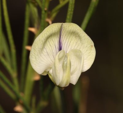 Psoralea luteovirens, photographed by Brian du Preez