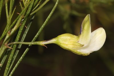 Psoralea luteovirens, photographed by Brian du Preez