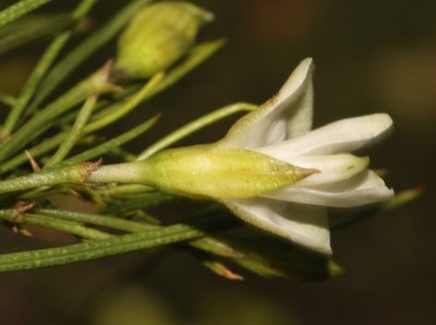 Psoralea luteovirens, photographed by Brian du Preez