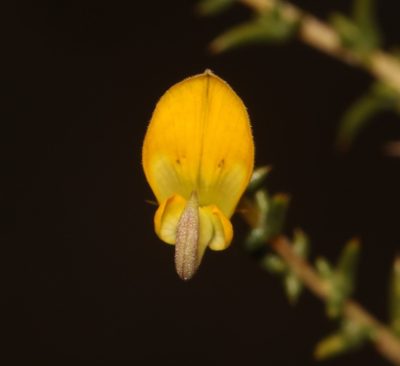 Aspalathus cuspidata, photographed by Brian du Preez