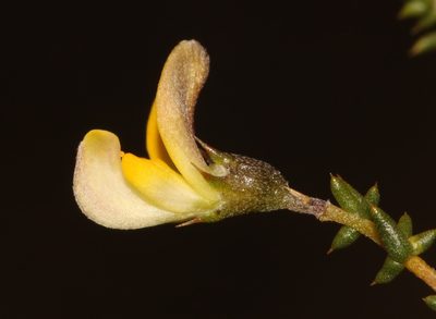Aspalathus cuspidata, photographed by Brian du Preez