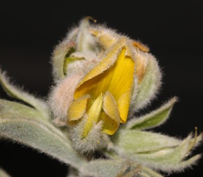 Argyrolobium velutinum, photographed by Brian du Preez