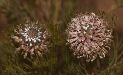 Serruria fucifolia, photographed by Brian du Preez