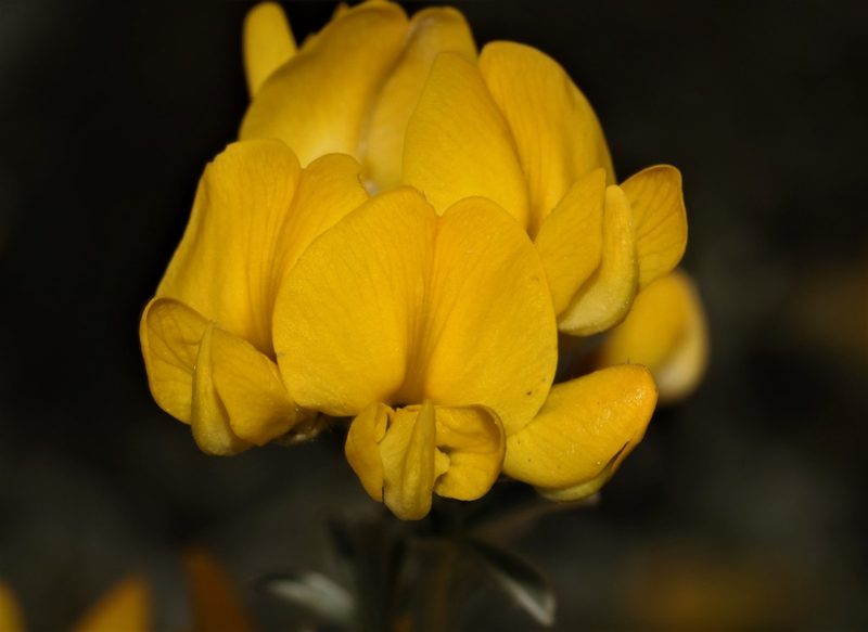 Polhillia fortunata, photographed by Brian du Preez