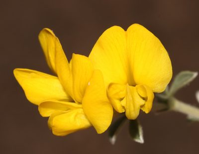 Polhillia fortunata, photographed by Brian du Preez