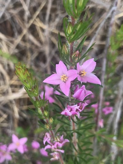 Boronia stricta, photographed by Cal Wood
