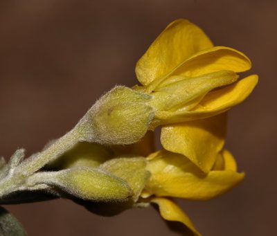 Polhillia fortunata, photographed by Brian du Preez